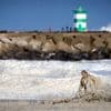 Vijf jaar na ramp nieuw ‘schuimalarm’ langs Noordzeekust: ga niet de zee in op 4 en 5 mei