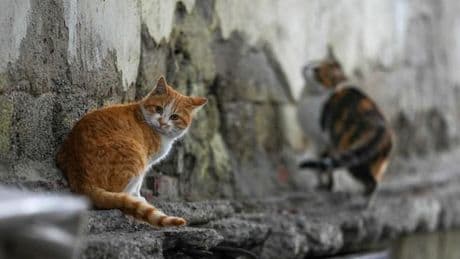 L’enquête de CNN sur des réseaux internationaux de tortionnaires de chats