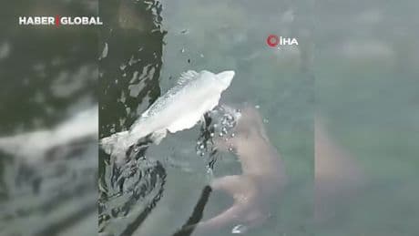 Tekirdağ'da su samuru, kendinden büyük balığı avlarken görüntülendi