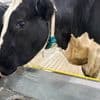 It’s moo-ving day for dairy cattle at Michigan State University