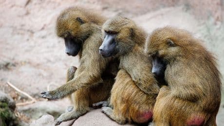 Tiergarten Nürnberg: Getötete Paviane an Raubtiere verfüttert