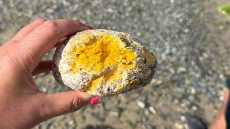 Dog owners need to be alert as toxic 'ear wax' lumps wash up on UK beaches