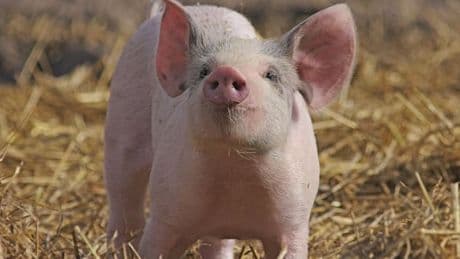 Erstmals Schweine-Lunge in Menschen transplantiert