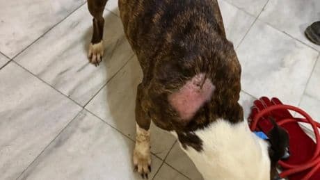 Rescatado un perro en un domicilio de Valdemoro sin comida y rodeado de heces