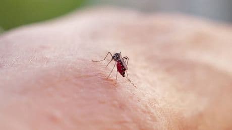 "Des rayonnements de 12 minutes": la reproduction des moustiques tigres bloquée par un procédé miracle?