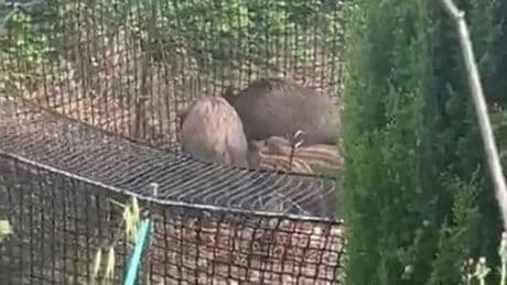 Levanto, nidiata di cinghiali catturata e abbattuta. La Regione chiarisce, gli animalisti accusano