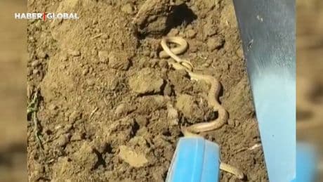 Tarla sürerken, 2 metrelik yılanların çiftleşme dansını böyle görüntüledi