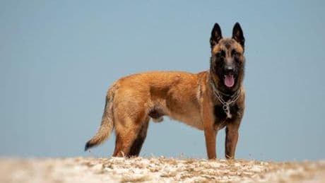 Dai centri antiviolenza ai salvataggi coraggiosi. Ecco i cani eroi celebrati a Camogli