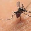 UK cases of mosquito-borne virus more than double