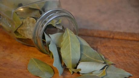 El poder del laurel: por qué todos deberíamos tener un laurel en casa