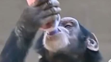 Affengeburtstag mit Banane und Eis - Zoo-Schimpansin feiert Party des Jahres