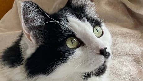 NYC woman wins full custody of cat after two-year legal battle with friend who didn’t return it after pet-sitting