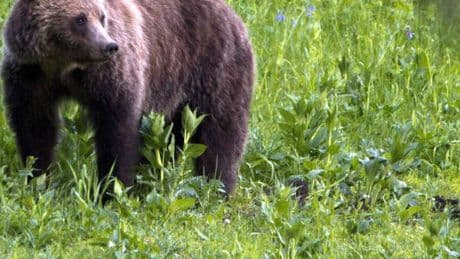 Grizzlybären, Pumas und Co.: Wegen Bärenwarnung – So werden die G7-Gipfelteilnehmer geschützt