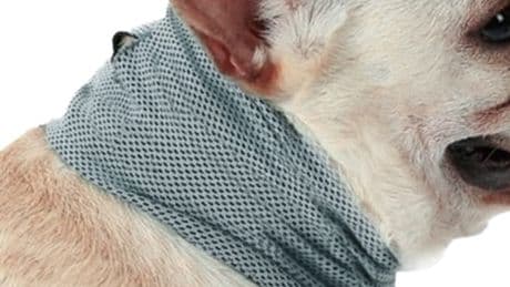 Home Bargains is selling 79p dog accessory that’s the ‘ultimate solution’ for keeping your pet cool in 30C heat