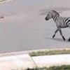 Zebra crossing: Tennessee police search for animal on the loose