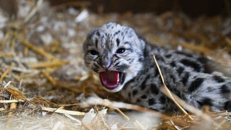 ‘Little Lady’ snow leopard cub revealed to the world for first time