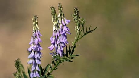 Galéga, herbe de la pampa, jussie… Attention aux plantes invasives !