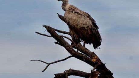 More than 100 vultures die after eating elephant poisoned by poachers