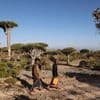 Abenteuer im Land der Drachenblutbäume: Sokotra, das Galapagos des Indischen Ozeans
