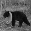 Baby black bear with plastic lid stuck on its neck for TWO YEARS is finally freed