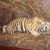 EDEN CONFIDENTIAL: Animal rights campaigners are roaring with rage at royal exhibit over stuffed 8ft Bengal tiger