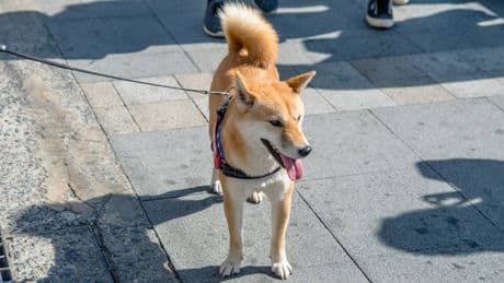 À partir de quelles températures fait-il trop chaud pour promener son chien?
