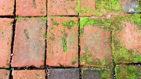 Moosfrei ohne Chemie: Diese Hausmittel wirken sofort