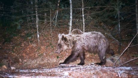 Buscan en el norte de Japón a un jóven atacado y arrastrado por un oso