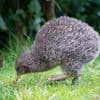 Zeldzame kiwi duikt na bijna 50 jaar op op vasteland van Nieuw-Zeeland