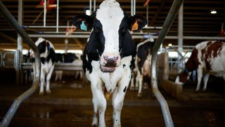 Landwirtschaft: EU plant mehr Geld und weniger Umweltvorgaben für Landwirte