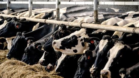 Mes gaat in Europese bemoeienis, ’ploeggekte’ moet stoppen