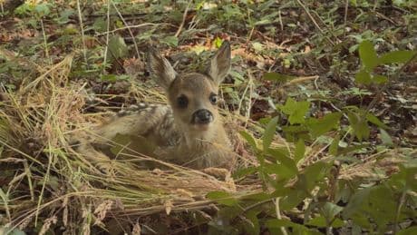 Early springs are killing Bambi