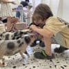 Kuscheln als Ablenkung vom Kriegsalltag: Zu Besuch im Schweinchen-Café von Kyjiw