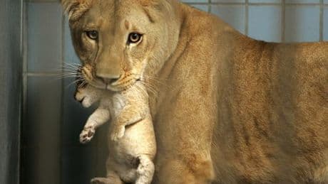 Appel d’un zoo danois : donnez vos lapins ou vos chevaux pour nourrir nos fauves