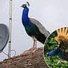 It's the Peac-y Blinders! Thuggish gang of 40 peacocks are terrorising families living in once-quiet village