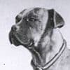 Judy the hero Boxer dog honoured for charging at gun-toting terrorists and saving her brother's life