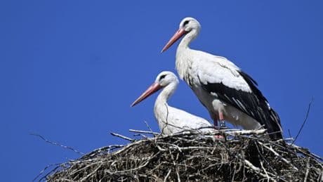La cigogne blanche retrouve le ciel normand après avoir frôlé l’extinction