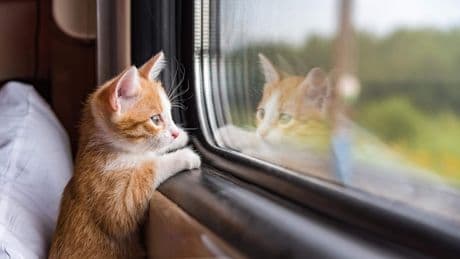 Boete van 100 euro voor te luid miauwende kat in de trein