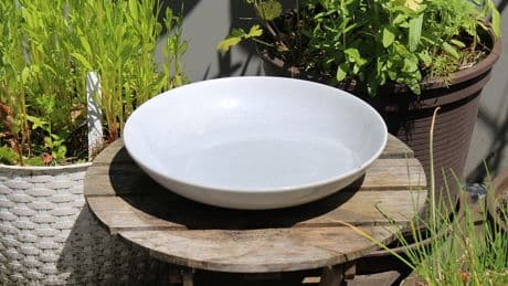 Bessere Ernte dank Suppenteller im Garten: Wie das gehen soll