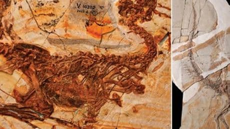 New dinosaur species discovered in 125 million-year-old fossil
