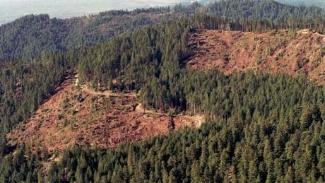 Collapse Of Forest Eco-Systems Could Stabilise Economies, Study Finds