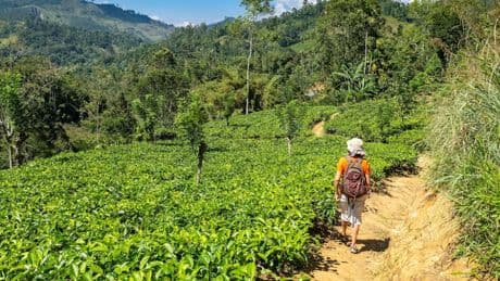 Einmal im Leben: Wandern in der Teeplantage