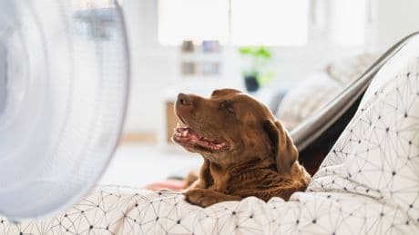 Abkühlung für Vierbeiner: 5 geniale Tricks gegen die Sommerhitze