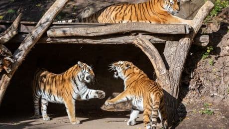 Délaissés par leur mère, trois tigreaux euthanasiés par un zoo allemand