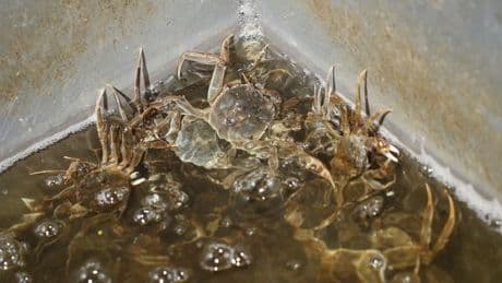 Natur: Fischer: Deutlich weniger Wollhandkrabben in der Elbe