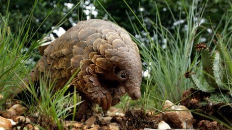 The world's most trafficked mammal is the pangolin. US officials say it's an endangered species