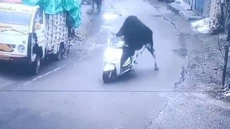 Wie weit kommt er? - Hier fährt ein Stier Motorroller