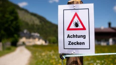 Gesundheit: Mehr Zecken nach mildem Winter?
