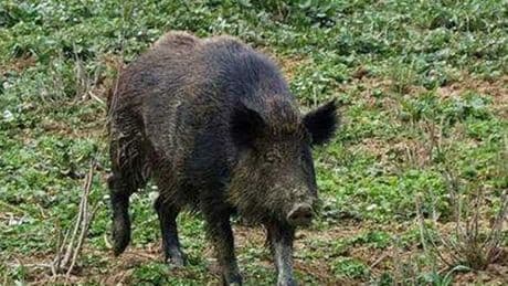 Auto distrutta da un cinghiale, la Regione deve pagare i danni: la sentenza della Cassazione