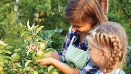 Create an ‘ideal orchard’ in gardens or patios as this 5-piece fruit tree set drops by £35